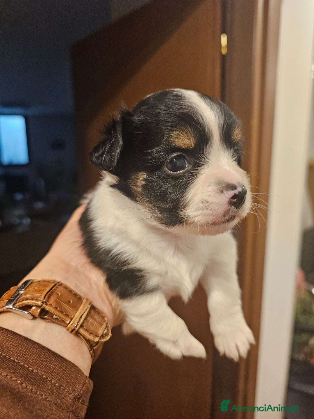 Chihuahua cani in vendita: 2 cucciolo chihuahua - Annuncio 2