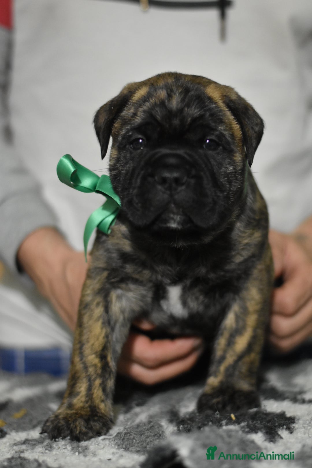 Bullmastiff cani in vendita: CUCCIOLI BULLMASTIFF - Annuncio 4