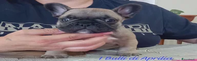 Bulldog Francese Cucciolo 2