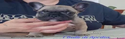 Bulldog Francese cani in vendita: BOULEDOGUE FRANCESE  - Annuncio 3