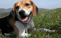 Beagle cani in vendita: Bellissimo cucciolo di Beagle a Provincia di Bergamo - Immagine 2