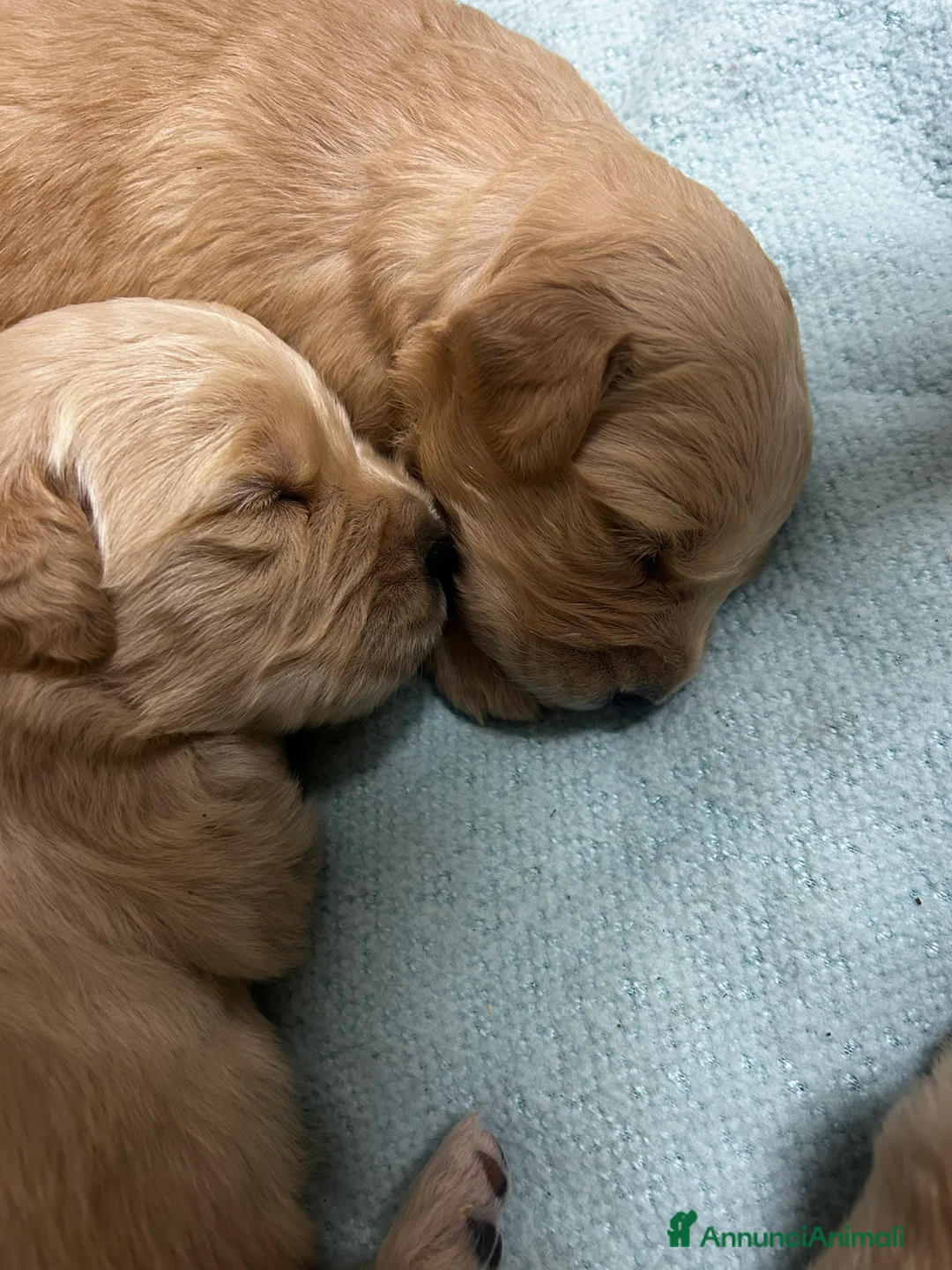 Golden Retriever cani in vendita: Golden Retrivers americani  - Annuncio 7