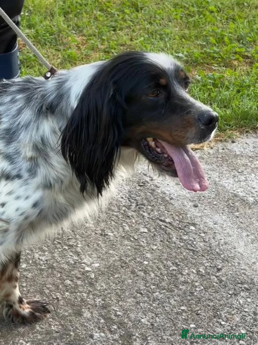 Setter Inglese cani in regalo: ZAIRA dolcissima setterina - Annuncio 4