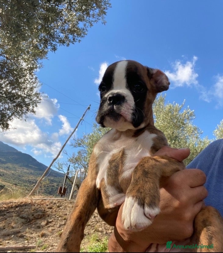 Boxer cani Cuccioli boxer - Annuncio 3