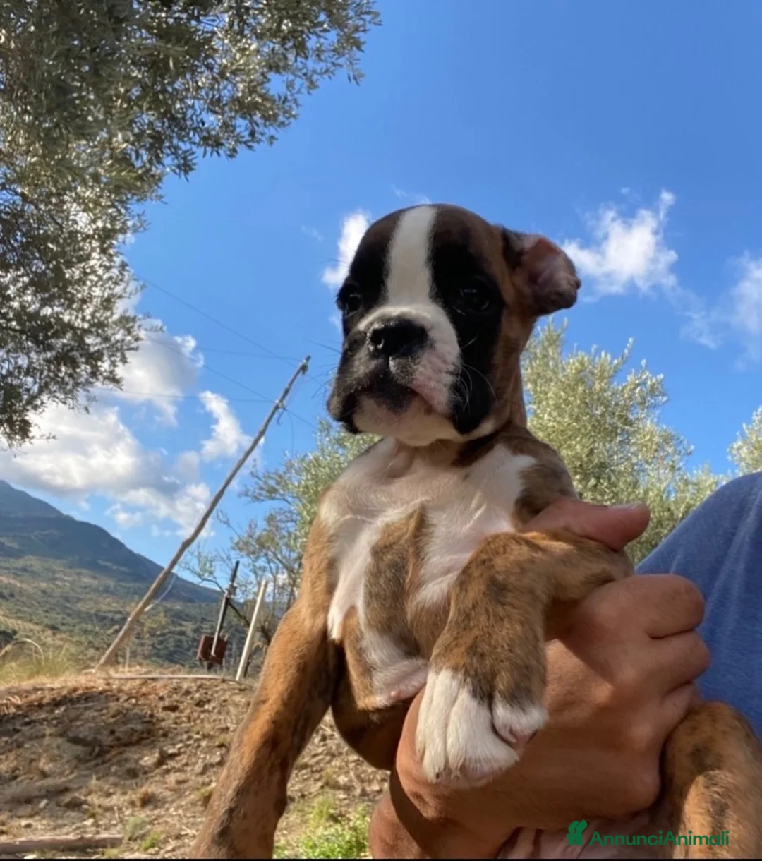 Boxer cani in vendita: Cuccioli boxer - Annuncio 1