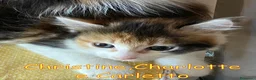 Europeo gatti in regalo: CHRISTINE CHARLOTTE E CARLETTO  - Annuncio 2