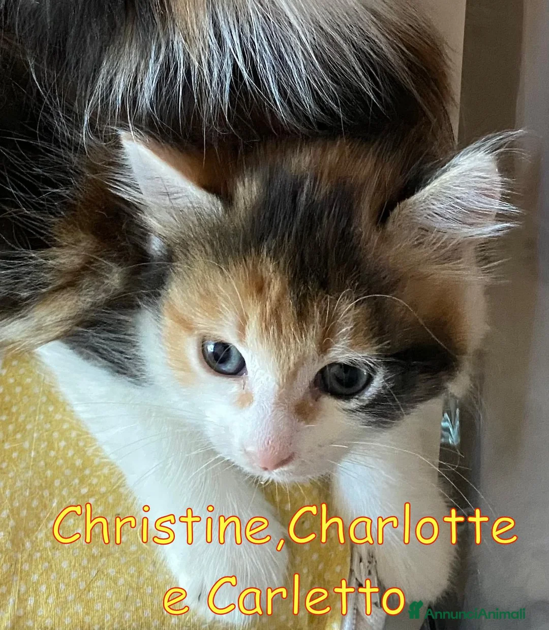 Europeo gatti in regalo: CHRISTINE CHARLOTTE E CARLETTO  - Annuncio 2