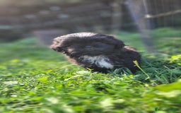 Shih Tzu cani in vendita: Shih-tzu cuccioli  - Immagine 4