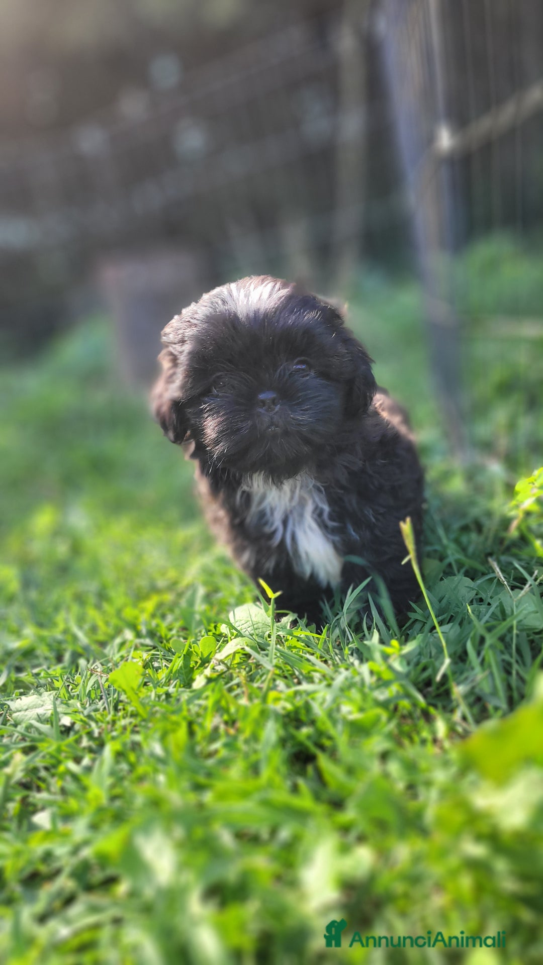Shih Tzu cani in vendita: Shih-tzu cuccioli  - Immagine 4