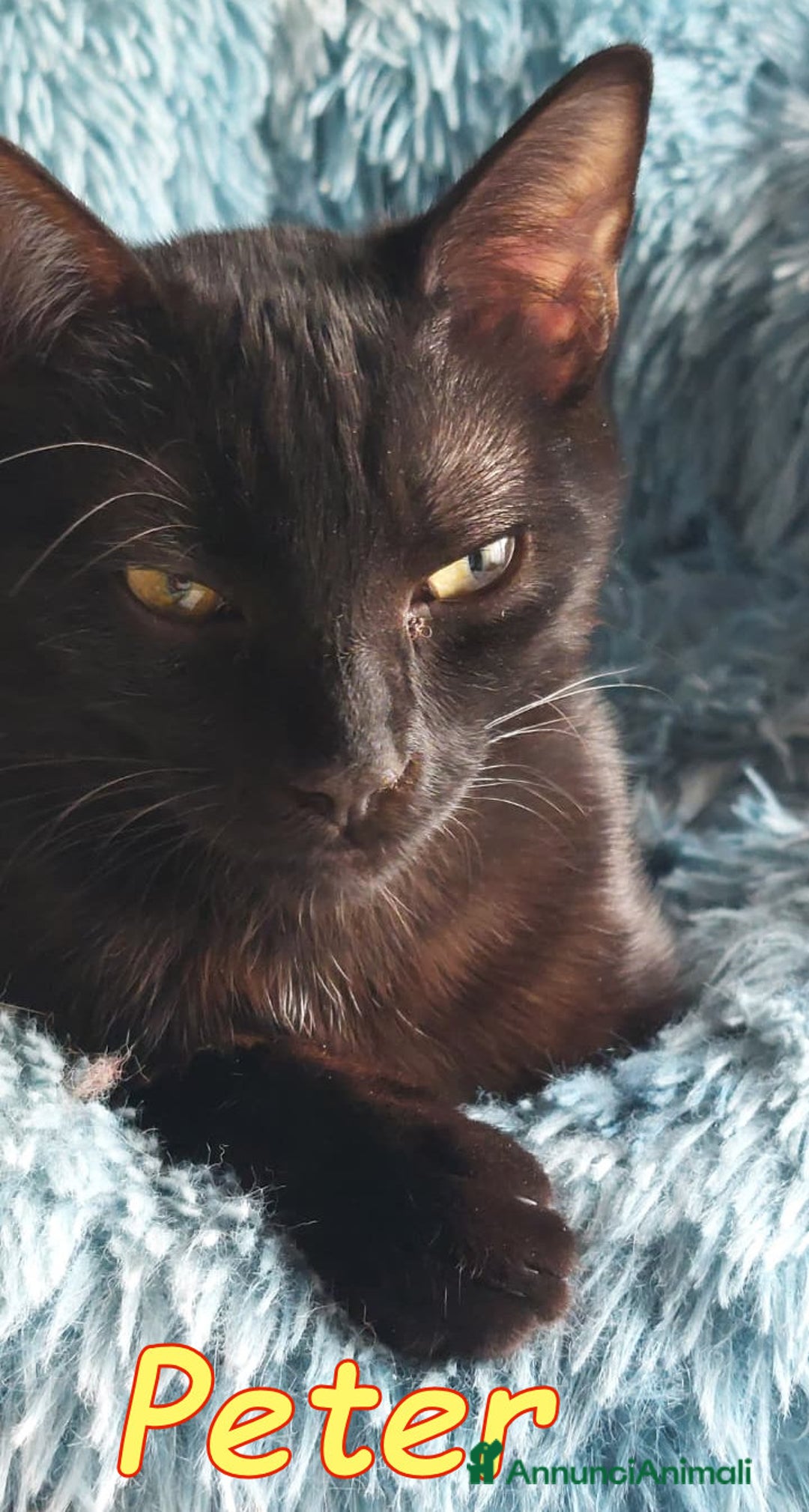 Europeo gatti in regalo: PETER IL PANTERINO DOLCISSIMO - Annuncio 2