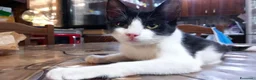 Europeo gatti in regalo: FELIX, adorabile micino in adozione  - Annuncio 5