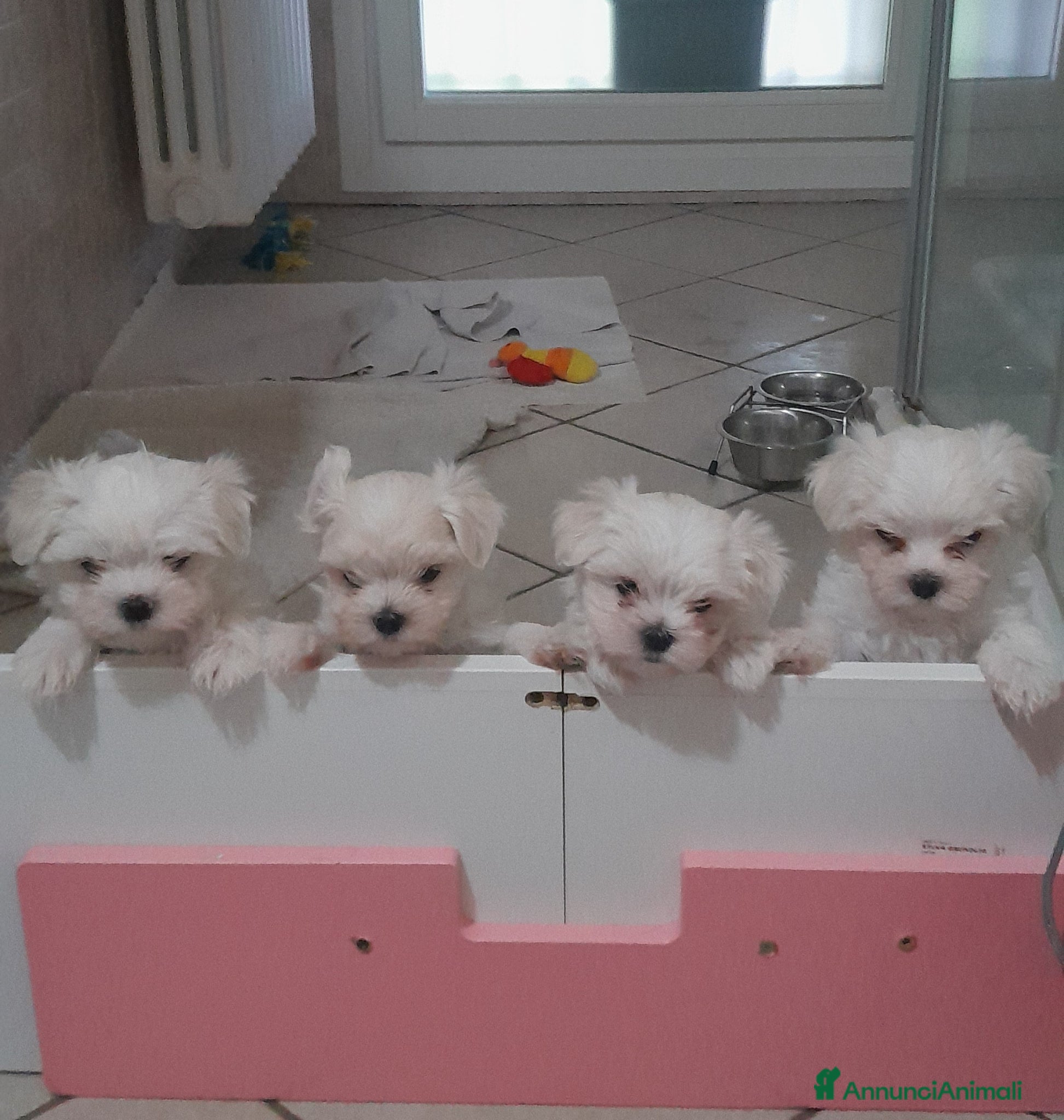 Maltese cani Cuccioli di Maltese - Annuncio 1