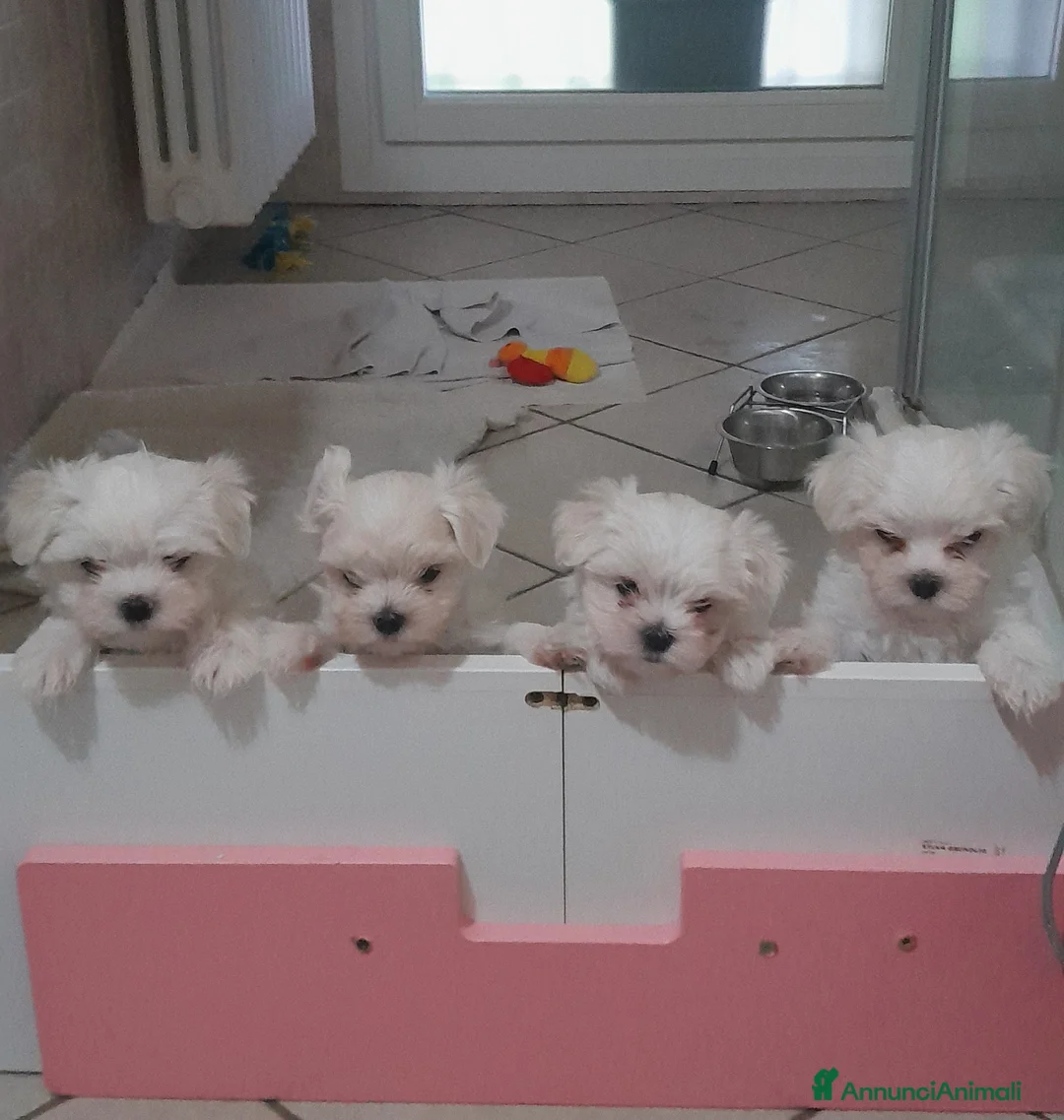 Maltese cani in vendita: Cuccioli di Maltese a Provincia di Ravenna - Annuncio 1