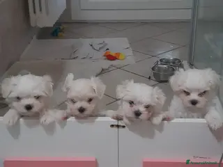 Maltese cani Cuccioli di Maltese - Annuncio 1