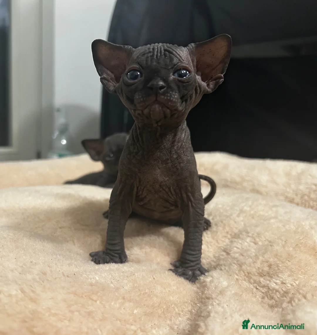 Sphynx gatti in vendita: Prenotazione cuccioli di Sphynx con pedigree  - Annuncio 2