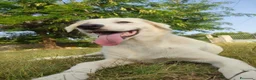 Meticcio cani in regalo: Panna, un concentrato di dolcezza - Annuncio 2