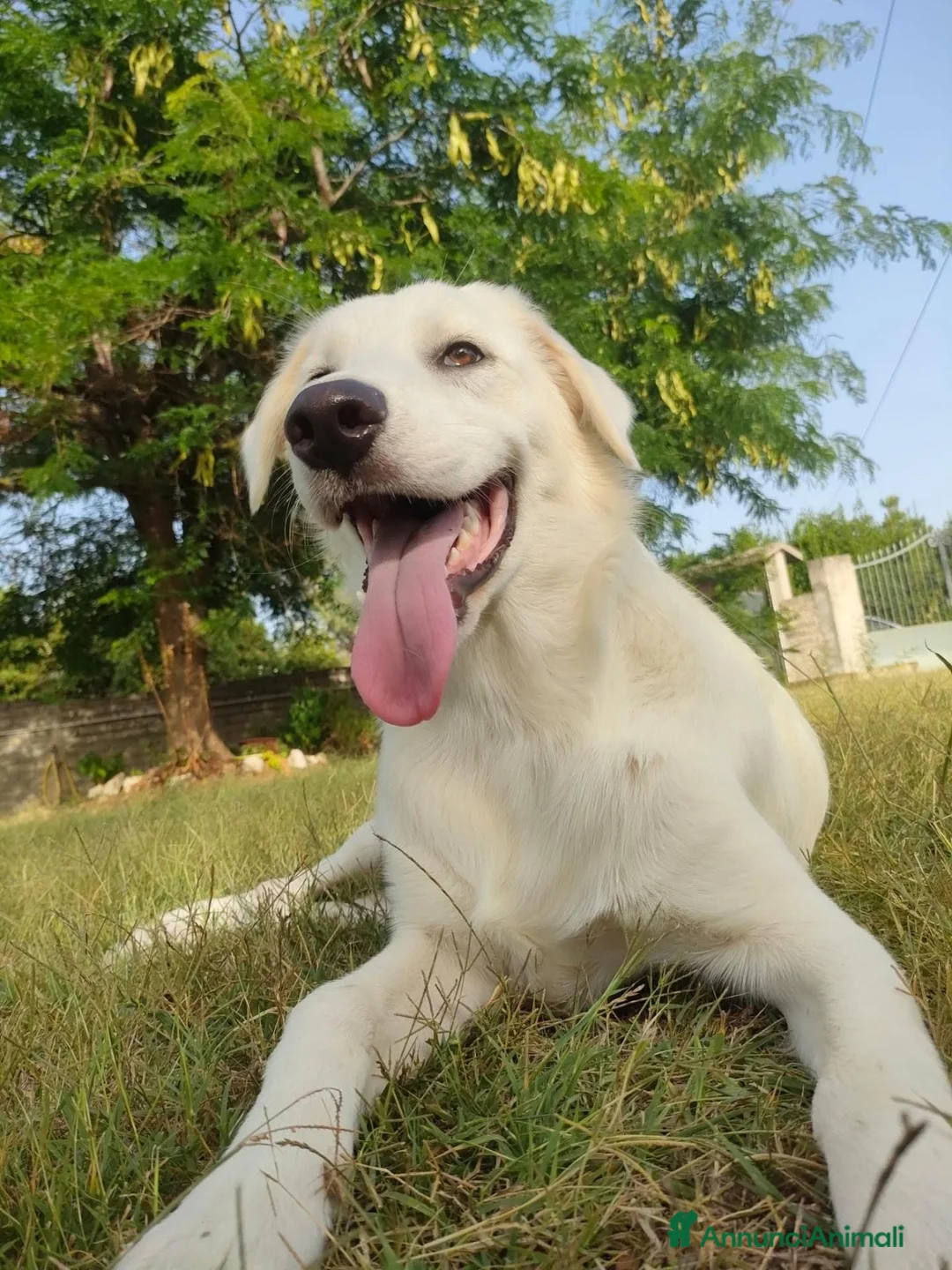 Meticcio cani in regalo: Panna, un concentrato di dolcezza - Annuncio 2