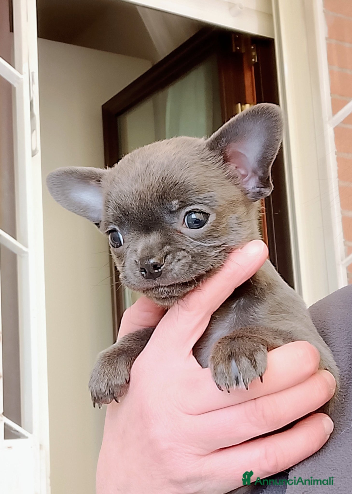 Chihuahua cani Chihuahua pedigree ENCI  - Annuncio 8