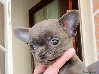 Chihuahua cani Chihuahua pedigree ENCI - Annuncio 34