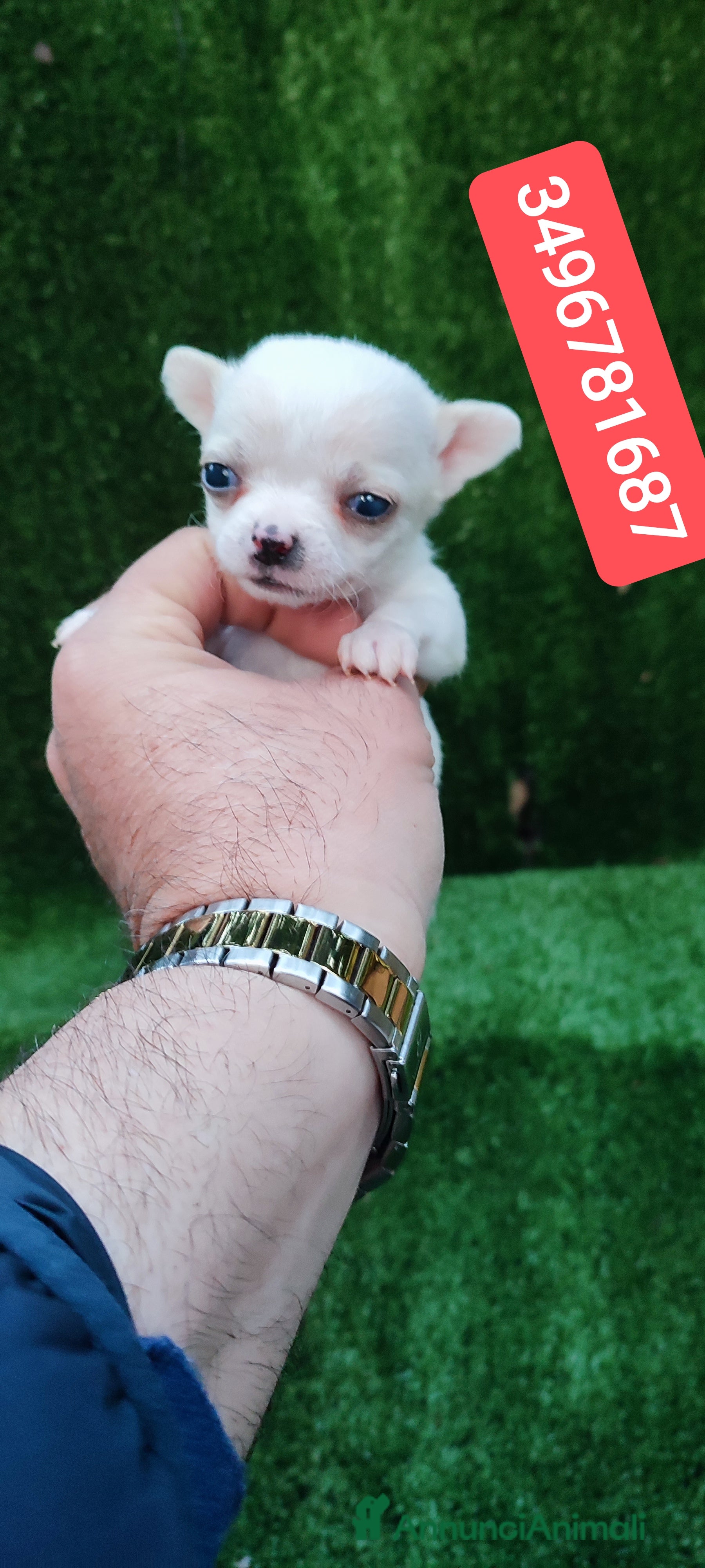 Chihuahua cani CHIHUAHUA stupenda cucciolottina - Annuncio 2