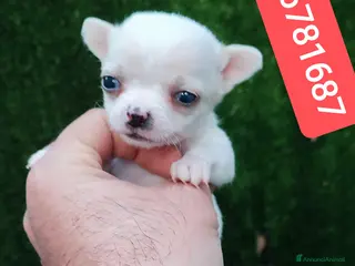 Chihuahua cani CHIHUAHUA stupenda cucciolottina - Annuncio 2