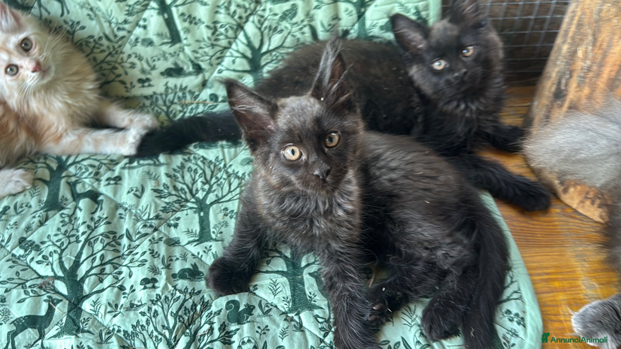 Maine Coon gatti in vendita: Cuccioli di maine coon manto black smoke - Annuncio 4