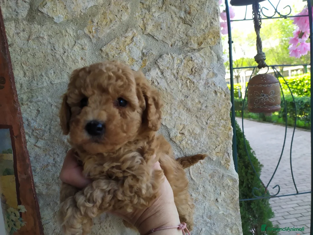 Barboncino cani in vendita: Barboncino fulvo  - Annuncio 1