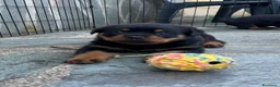 Rottweiler cani in vendita: Cuccioli Rottweiler - Annuncio 2