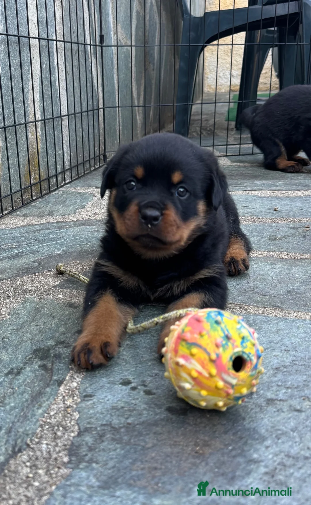 Rottweiler cani in vendita: Cuccioli Rottweiler - Annuncio 2