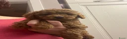 Barboncino Toy cani in vendita: Barboncino Toy fulvo cucciolo a Provincia di Bergamo - Annuncio 9