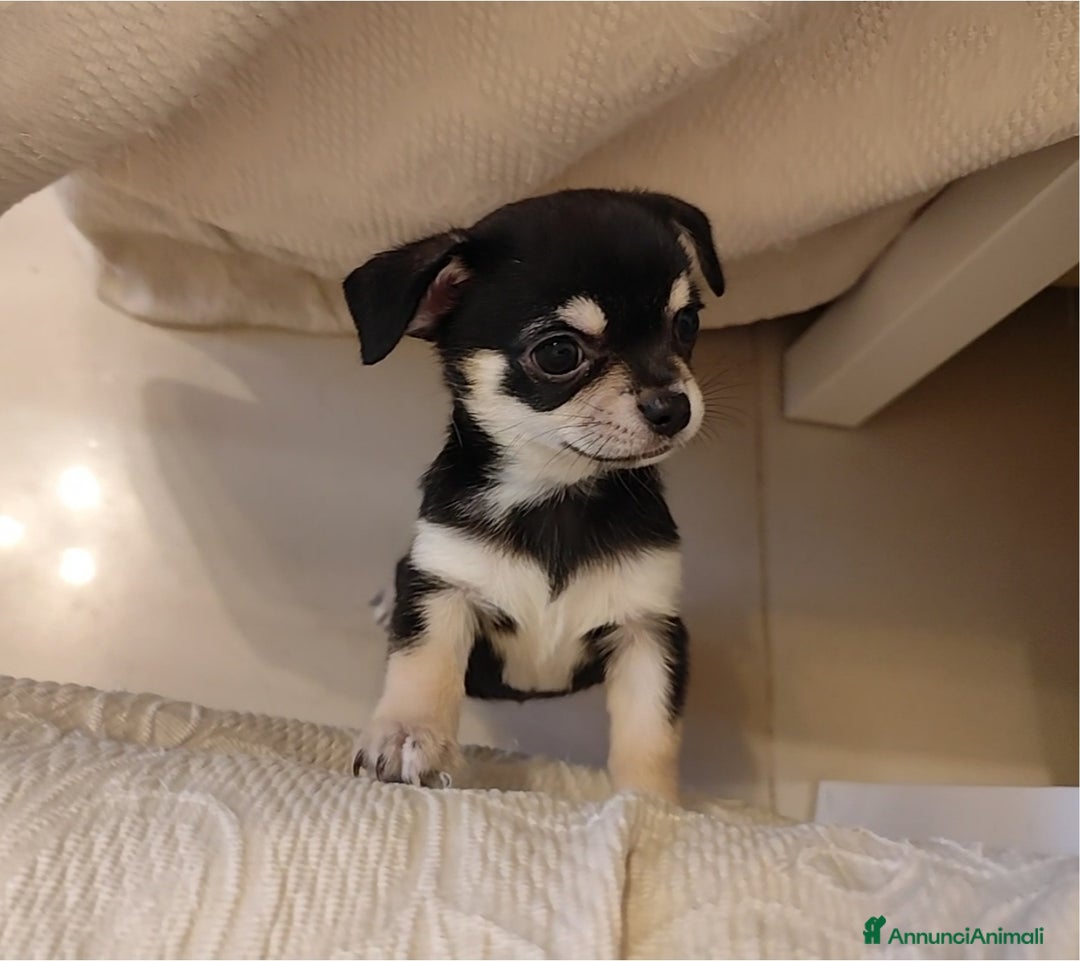 Chihuahua cani in vendita: Cucciolo Chihuahua - Annuncio 1