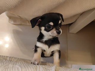 Chihuahua cani Cucciolo Chihuahua - Annuncio 11