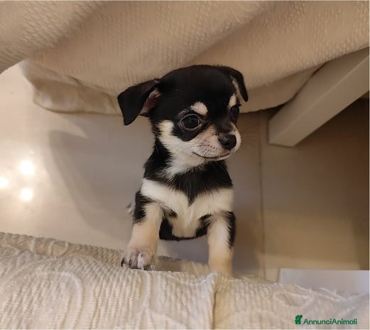 Chihuahua cani - Annuncio 4