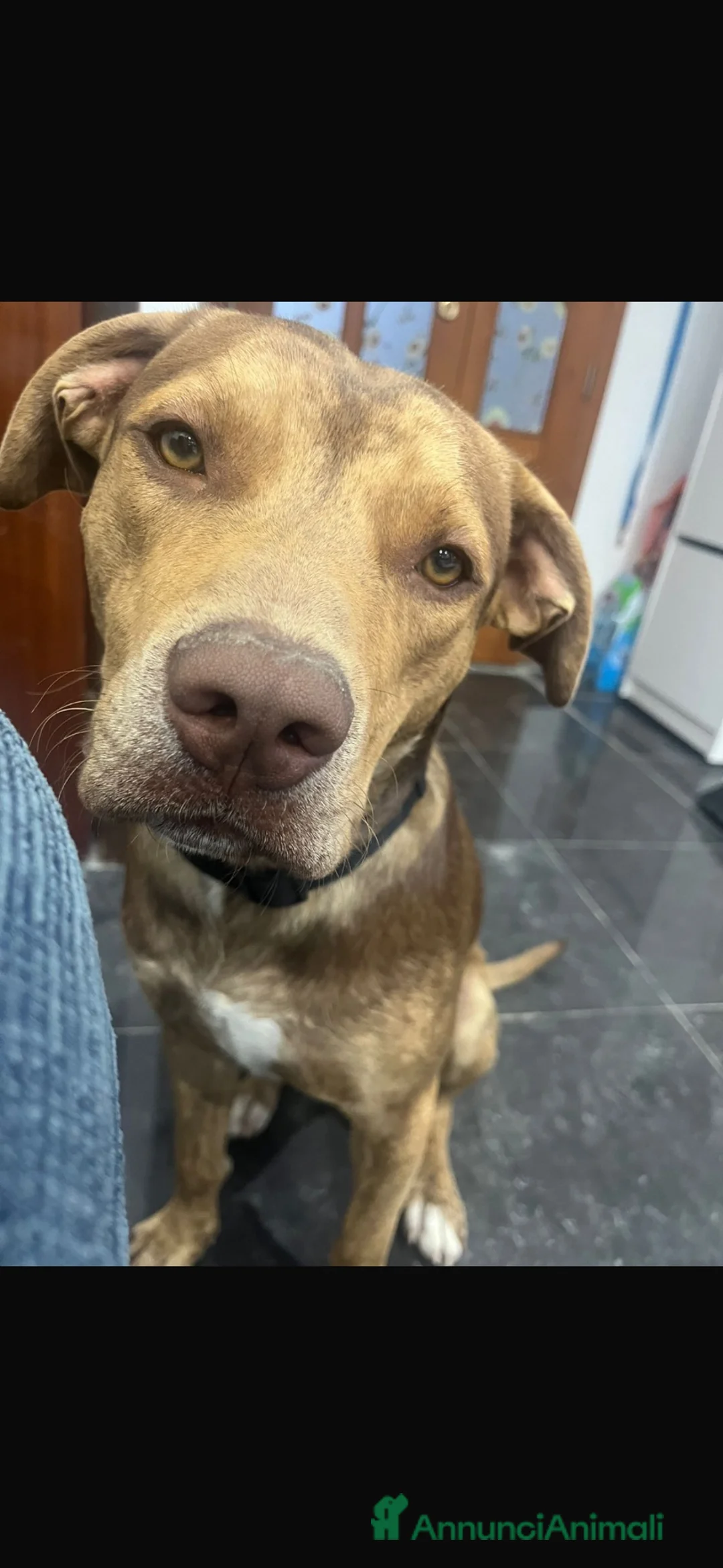 Meticcio cani in regalo: Mix pitbul cerca casa  a Provincia di Modena - Annuncio 2