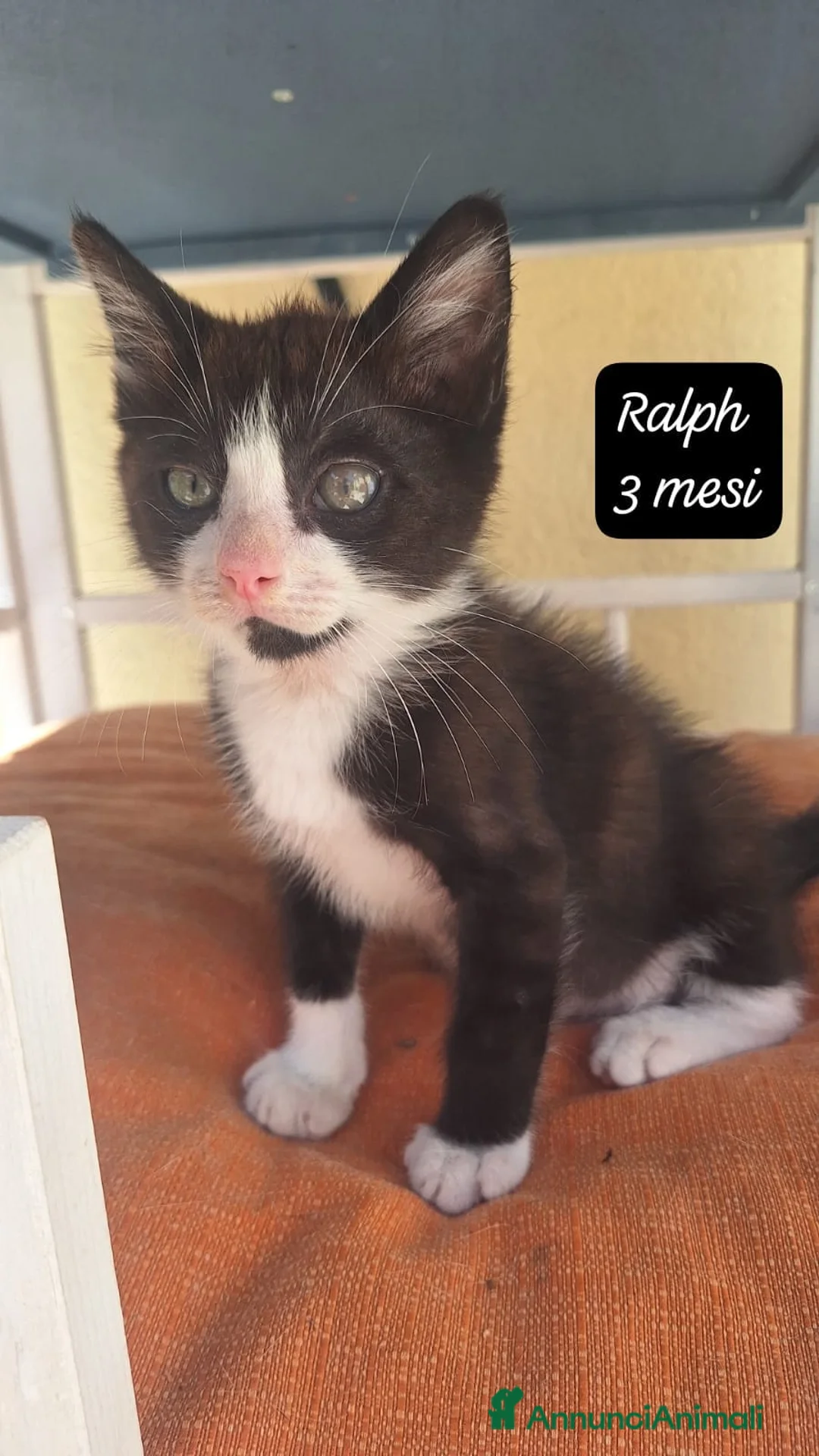 Altre razze gatti in regalo: Gattini destinati alla colonia  a Provincia di Ferrara - Annuncio 2