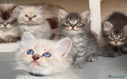 Siberiano gatti in vendita: Gattini siberiani con pedigree a Provincia di Brescia - Immagine 6
