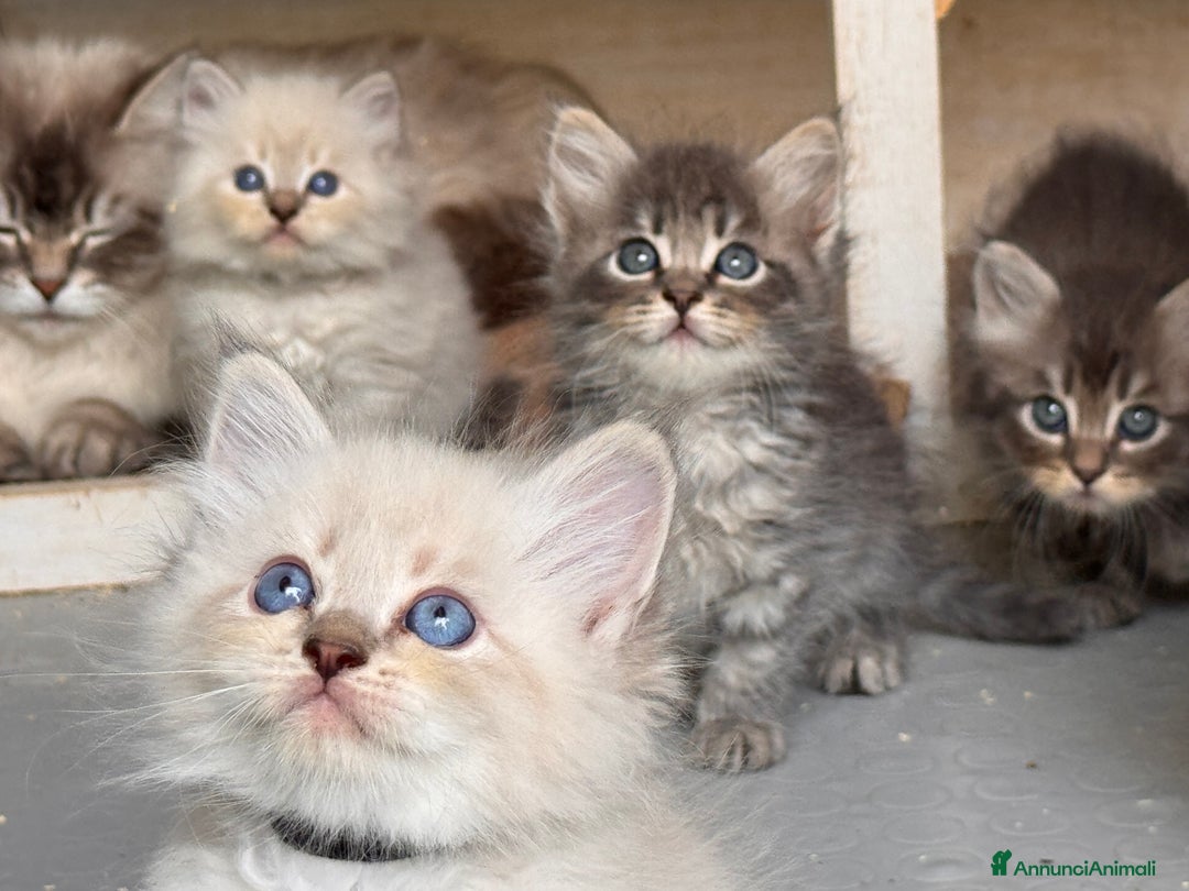 Siberiano gatti in vendita: Gattini siberiani con pedigree a Provincia di Brescia - Immagine 6