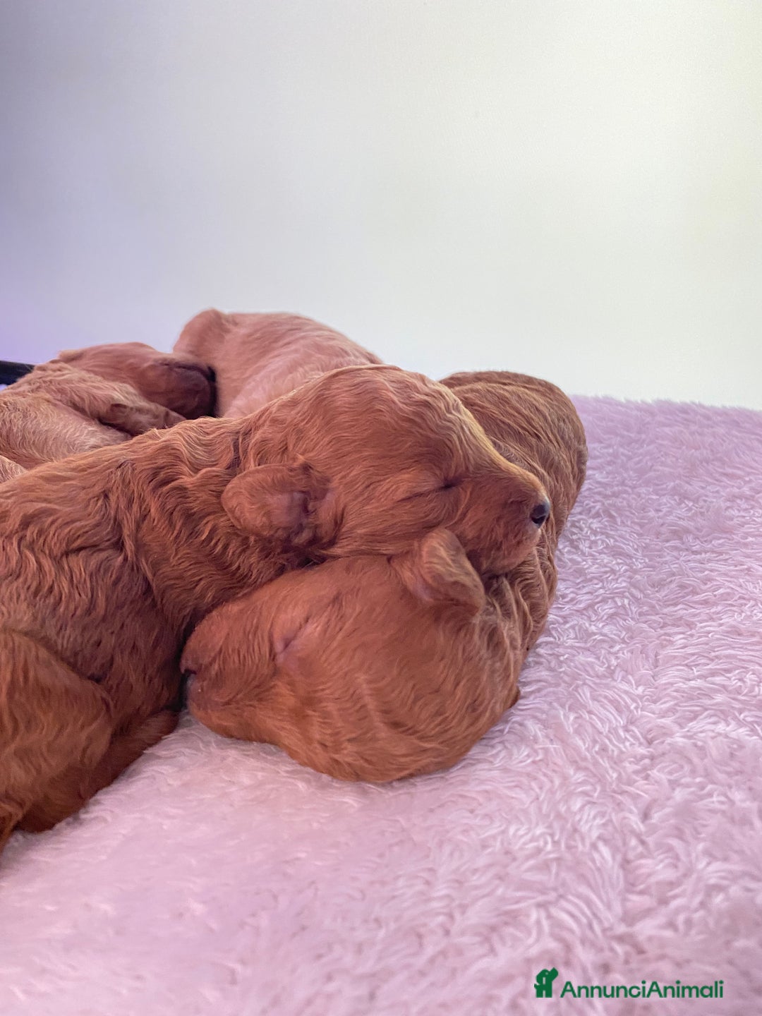 Barboncino Toy cani in vendita: Barbone toy - Annuncio 6