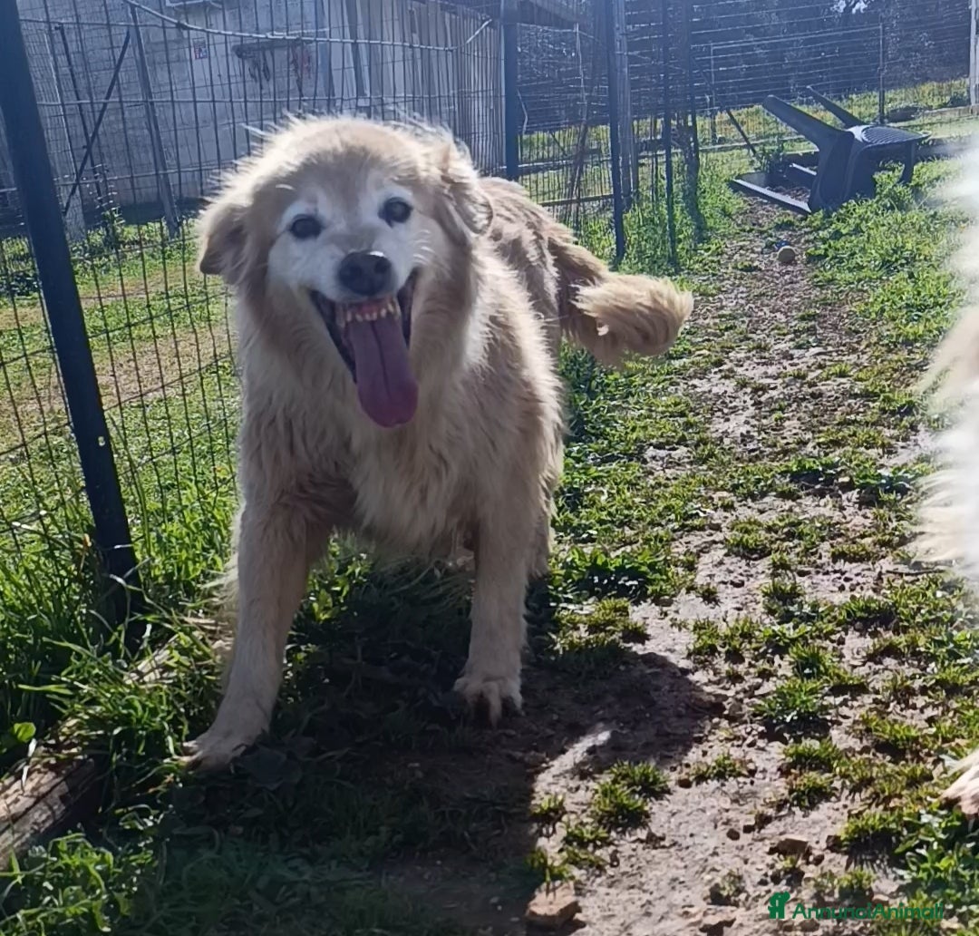 Meticcio cani Carmen - Annuncio 29