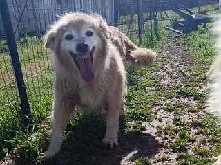 Meticcio cani Carmen - Annuncio 29