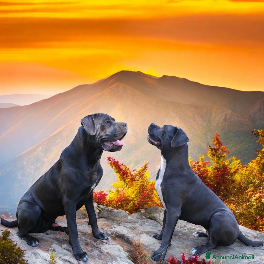 Cane Corso cani in vendita: Cuccioli Cane Corso grigi  - Annuncio 1