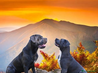 Cane Corso cani Cuccioli Cane Corso grigi - Annuncio 5