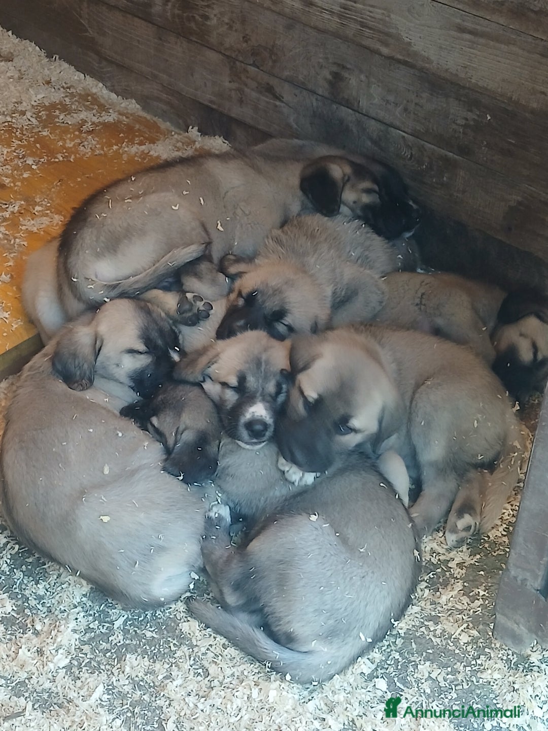 Pastore dell’Anatolia cani in vendita: Kangal pastore dell'anatolia - Annuncio 6