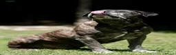 Cane Corso cani in regalo: MAMBO CERCA IL SUO MIRACOLO, ADOZIONE A DISTANZA - Annuncio 4