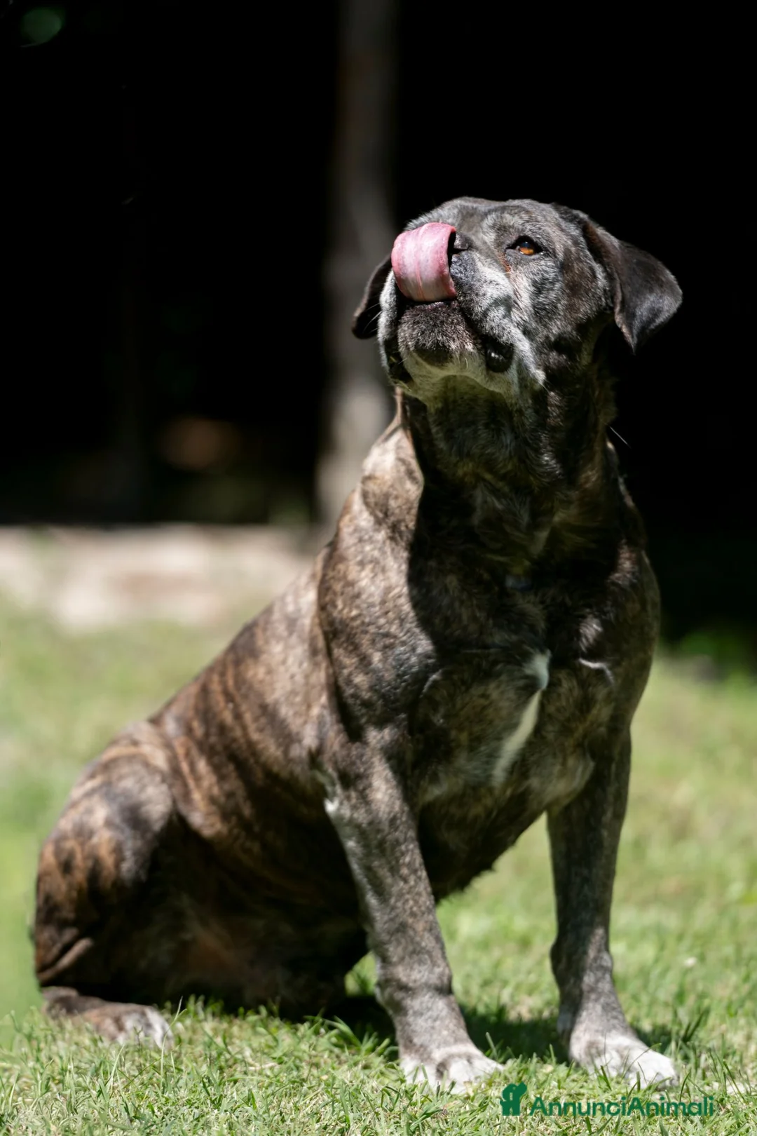 Cane Corso cani in regalo: MAMBO CERCA IL SUO MIRACOLO, ADOZIONE A DISTANZA - Annuncio 4