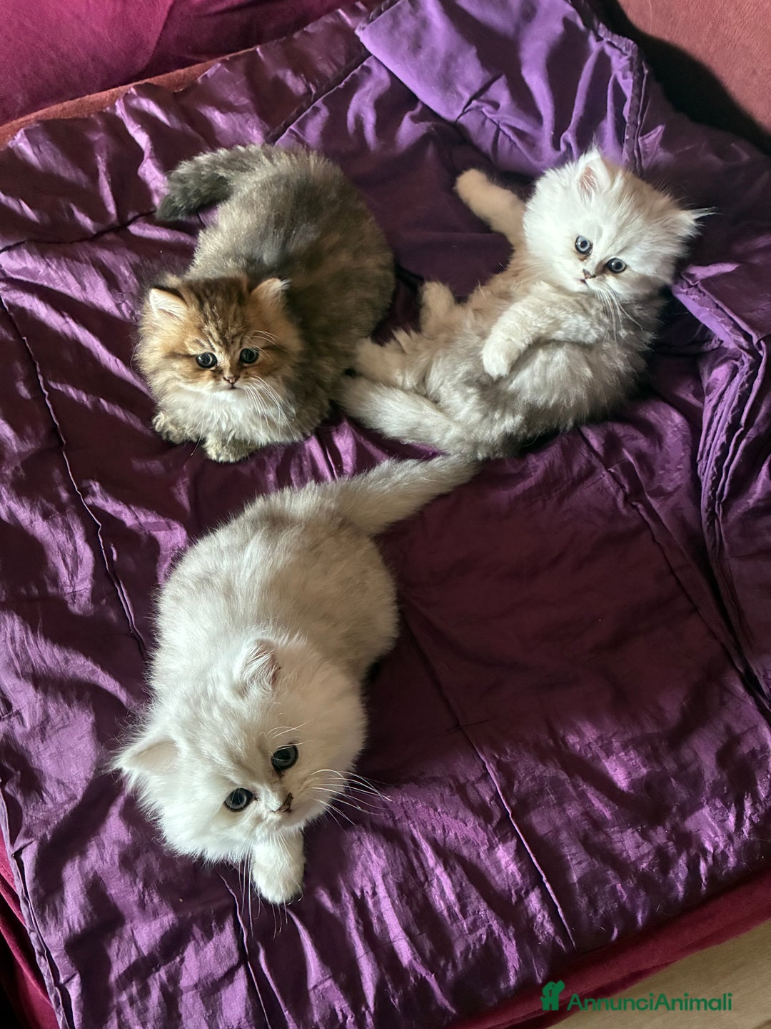 Persiano gatti in vendita: Persiano chincilla  - Annuncio 7