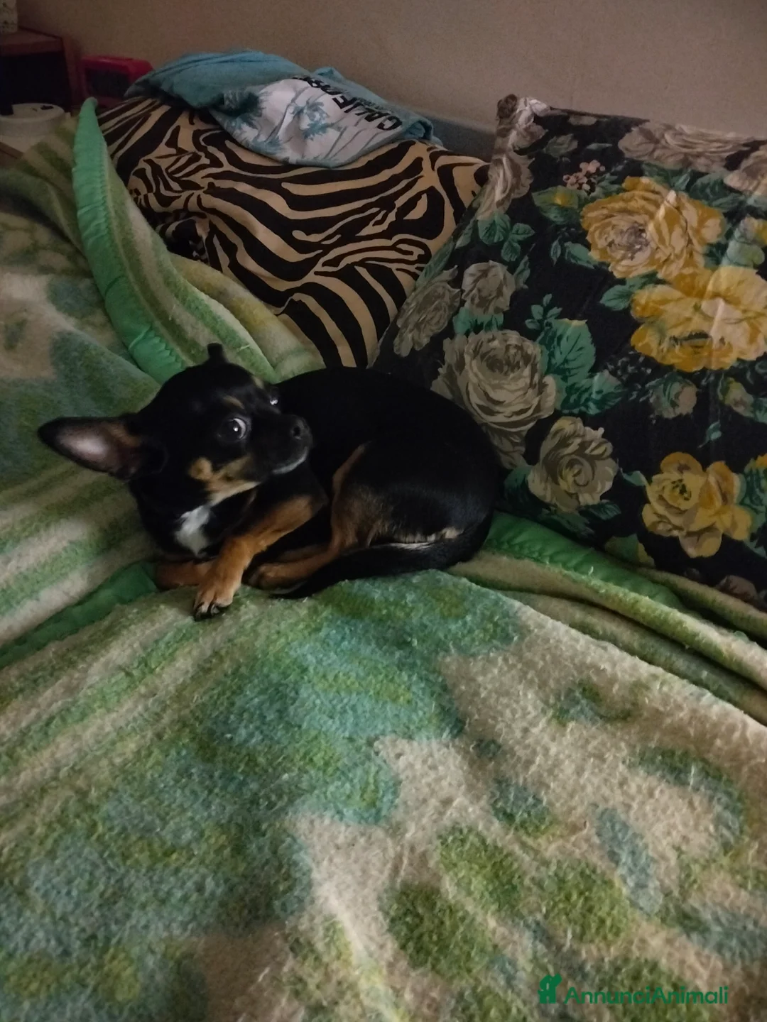 Chihuahua cani per accoppiamento: Anima bellissima chihuahua di 2 kg - Annuncio 7