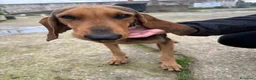 Segugio cani in regalo: BOBO 💙 ama correre. Ama fidarsi. a Provincia di Perugia - Annuncio 4