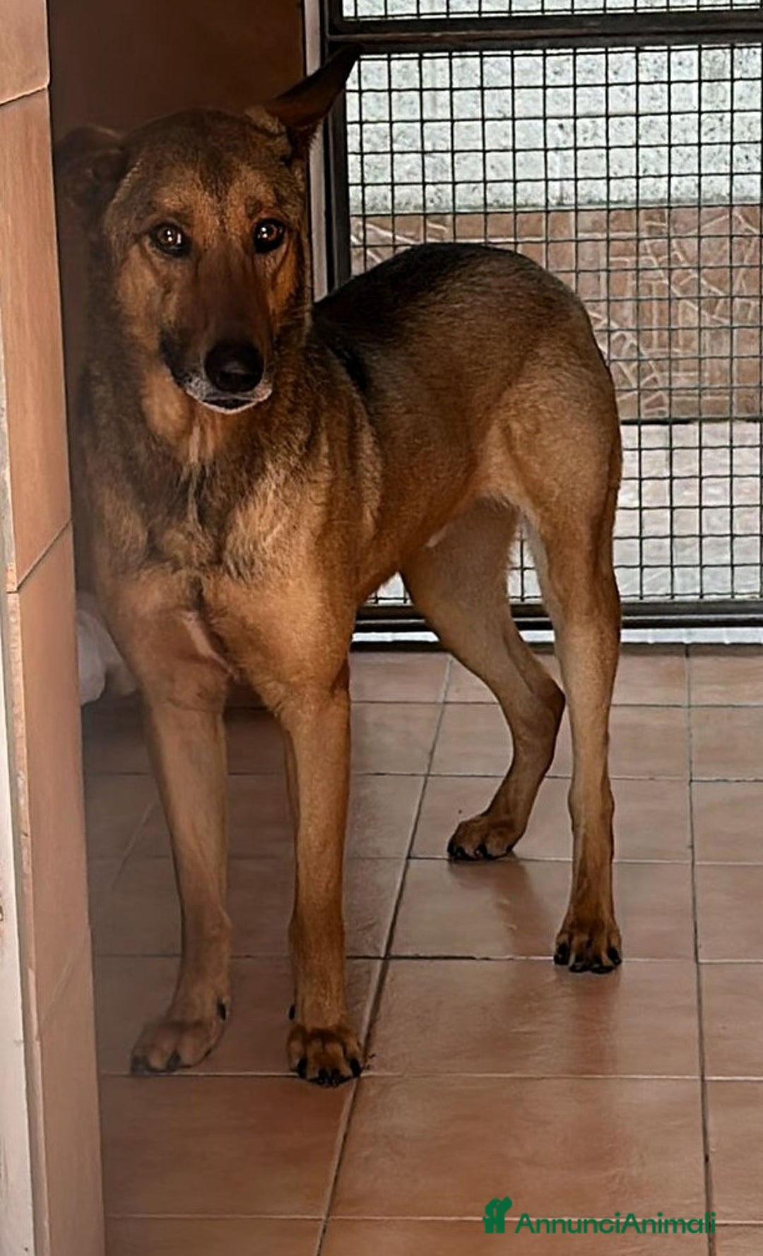 Affenpinscher cani in regalo: ULISSE LUPETTO - Annuncio 9