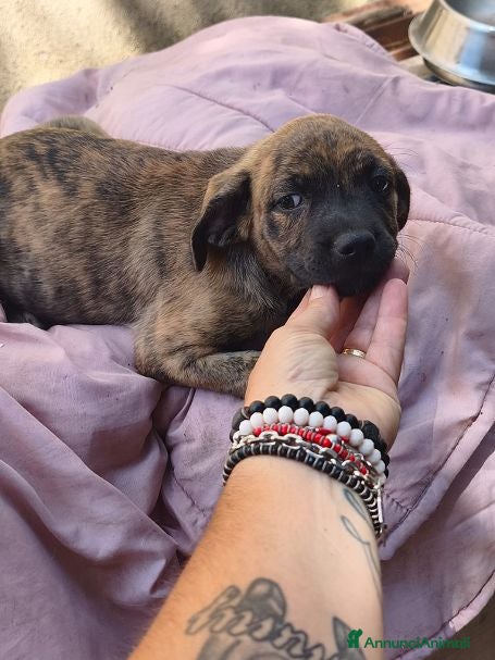 Meticcio cani GAIA cucciola bellissima tg piccola - Annuncio 4